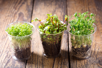 growing cress plants in a pots