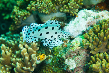 Undersea, Underwater life, fish, shoal, coral