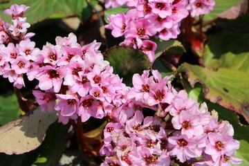 Pink Bergenia stracheyi flowers in spring