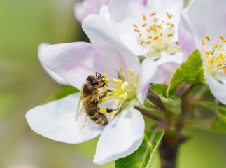 Bee picking pollen from apple flower.