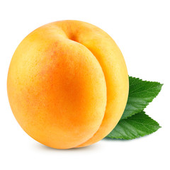 apricot fruits isolated