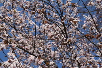 Plum tree with many flowers in spring