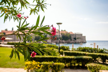 Branch of a blooming oleander against the background of the island of Sveti Stefan