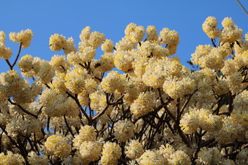 Edgeworthia chrysantha flowers under blue sky in spring
