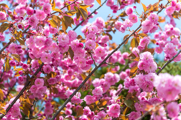 Sakura cherry blossom at Japan