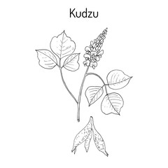 Kudzu pueraria montana , medicinal plant