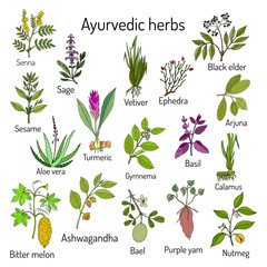 Fototapeta na wymiar Ayurvedic herbs, natural botanical set