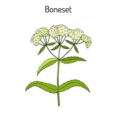 Obraz premium Boneset Eupatorium perfoliatum , or agueweed, feverwort, sweating-plant.