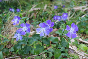 ツルニチニチソウの花