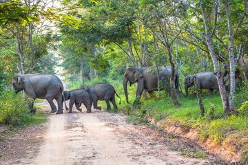 elephants a crossing the road
a family of elephant are walking crossing the road in the jungle passing cars of tourists