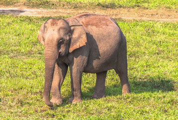 Wild elephants live in the jungle.
Elephant eating salt licks on the ground is a source of salty...