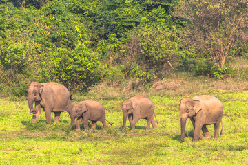 Wild elephants live in the jungle.
Elephant eating salt licks on the ground is a source of salty and fine soil, which is caused by some minerals.