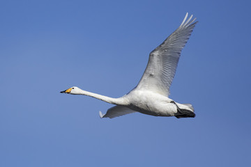 Whooper swan (Cygnus cygnus)