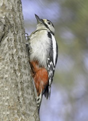 Great spotted woodpecker. Dendrocopos major.