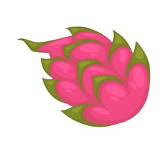 Pitaya or ripe dragon fruit isolated on white. Vector illustration.