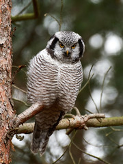 Northern hawk-owl (Surnia ulula)