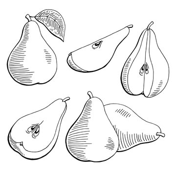 Pear fruit graphic black white isolated sketch illustration vector