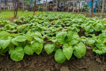 Young potato plant growing on the soil