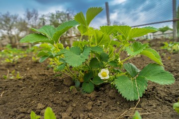 Strawberry plant Several strawberry flowers on the stem.