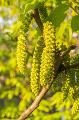walnut tree blooming
