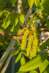 walnut tree blooming