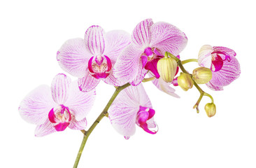 White and pink orchid on a white background