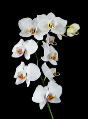 Obrazy na Plexi  Biała orchidea na czarnym tle