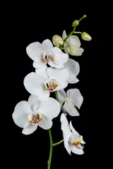 Deurstickers Orchidee Witte orchidee op een zwarte achtergrond