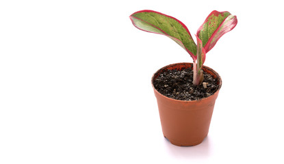 Small plant in a flowerpot