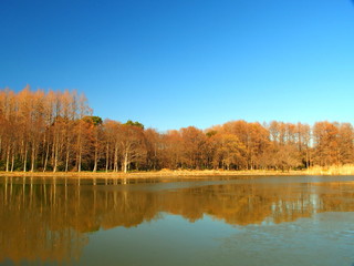 冬の林と池風景