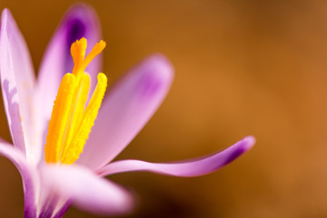 Crocus