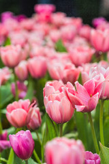 all tulips in the garden.