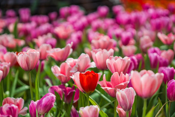 Fototapeta premium red tulips in the garden selective focus