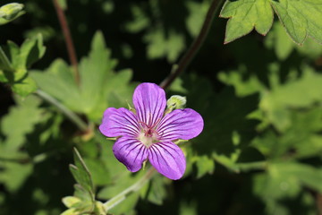 Purple "Wlassov's Cranesbill" flower (or Siberian Cranesbill, Hardy Geranium) in St. Gallen, Switzerland. Its Latin name is Geranium Wlassovianum, native to Central Asia mountains, Manchuria.