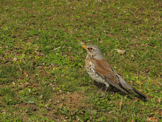Singdrossel auf der Wiese