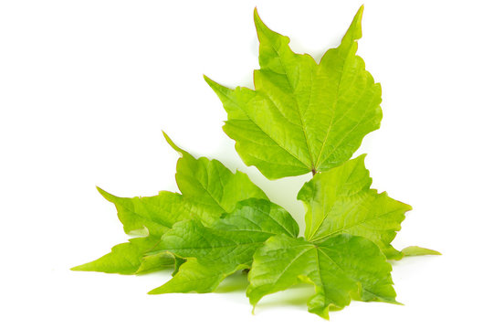 Foglie di vite canadese