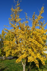 Fototapeta premium イチョウ