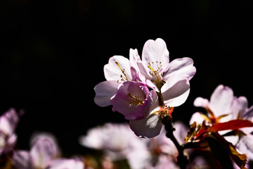 Pink sakura flowers black background