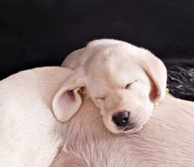little labrador puppy sleeping on the mother's side