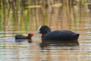 Eurasian coot (Fulica atra)