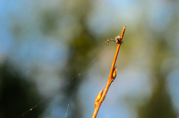 Very smal male spider of misumena vatiasits near its web