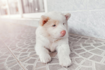 white cute puppy bangkeaw thai pedigree dog