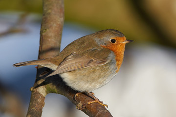 European robin (Erithacus rubecula)