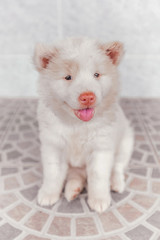 white cute puppy bangkeaw thai pedigree dog