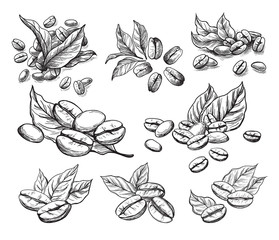 coffee grains and leaves in graphic style hand-drawn vector illustration. - obrazy, fototapety, plakaty
