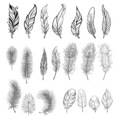 Collection of hand drawn feather. Ink illustration. Isolated on white background. Set of decorative animals feathers. Hand drawn vector art.