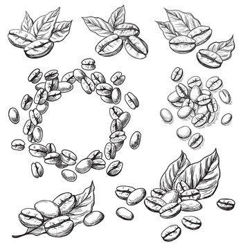 coffee grains and leaves in graphic style hand-drawn vector illustration.