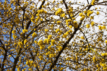 Fototapeta premium Kornelkirsche