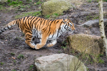 The Tiger