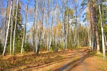 Autumn in birch grove